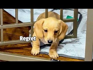 HILARIOUS Pet Escapes 🤣 | 20 Minutes of Funny Animals