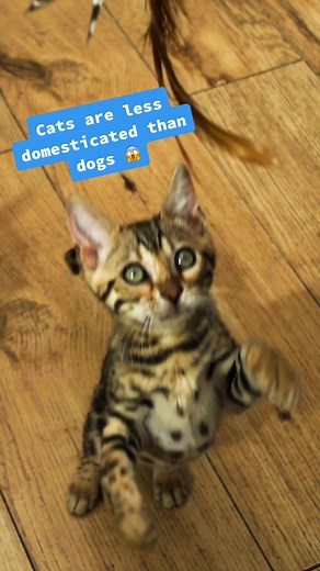 Cat vs Dog: A Comparison of Domestication