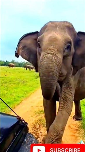 wild elephant shows strength of power