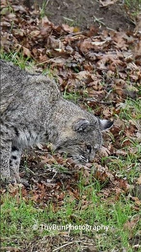 Bobcat hunting