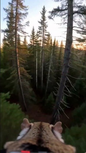 Northern Flying Squirrel POV: Custom Micro-Camera Reveals a Hidden Treetop Nursery