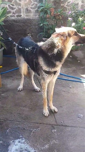 pastor alemão#pet#dog#animal#adote#shorts#natureza