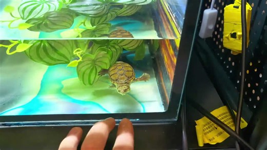 Small turtle bites handler during tank transfer in Jiangsu, China