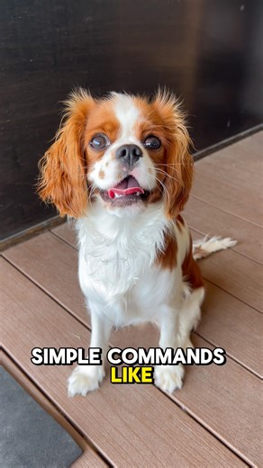 When Training Your Dog Start With A Simple Command Like Sit Deb Nabb The Mutt Master Behavior Speci