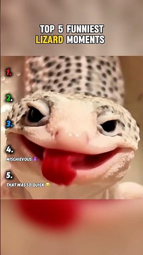 Top 5 funniest lizard moments 😂