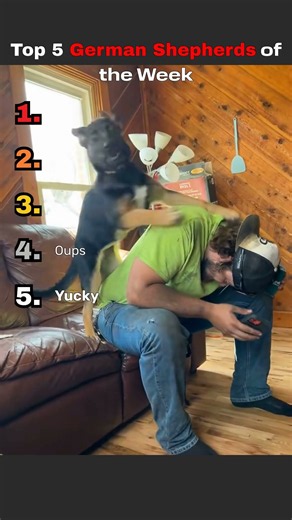 Ranking the Top 5 German Shepherds of the Week! 🏆🐕