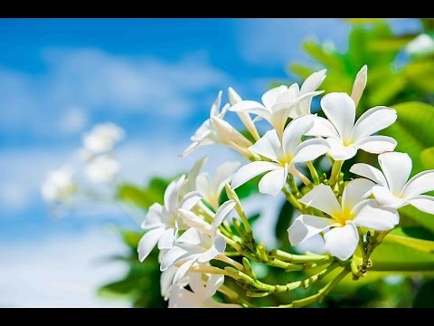 Peaceful Music, Relaxing Music, Instrumental Music "Hawaii" by Tim Janis