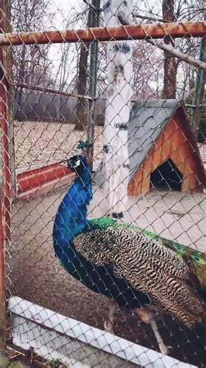 #Peafowl #birds #zoo #peacock #nature #animals #music #relax