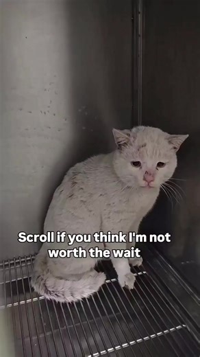 Meet Casper 🐾 This precious baby was abandoned and left to survive on his own for 4 heartbreaking days… wandering the streets, hungry, confused, and so very sad. 💔 When we finally found him, his eyes told a story of pain and loneliness — but also hope. Now he’s safe in our care, but he still needs your help to heal. Can you drop a ❤️ for Casper and donate just $10 to help him recover and feel love again? #viral #unitedstates #trendingreels #explorepage #europe