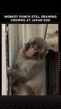 #FirstpostNews: Baby Monkey Punch Charms Visitors At Tokyo Zoo With Beloved Plush Toy | N18G