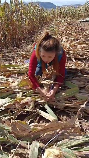 New technical harvesting corn #corn #farmlife #countryside # 12
