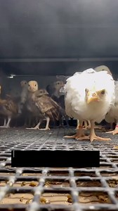 Happy Monday! 🐥 Here’s an inside look into one of our brooder boxes! These chicks are about 4 weeks old, and can’t decide if they should approach the camera or stay far away. 😂🐥 #greenfirefarms #farmingdoneright #farmlife #farm #farming #sustainablefarming #sustainability #chickens #poultry #hatchingeggs #homestead #backyardchickens #backyardpoultry #chickensofinstagram #chickenlife #countryliving #backyardpoultrymag #brooder | Greenfire Farms