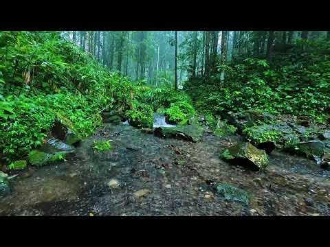 Deep Sleep Tonight With Gentle Rain Sounds For Ultimate Relaxation