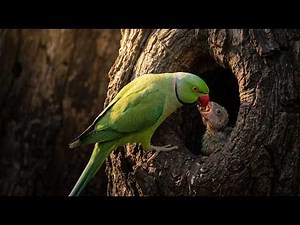 Rose-ringed Parakeet: 70 Days From Egg to Freedom | Life Inside the Hidden Nest