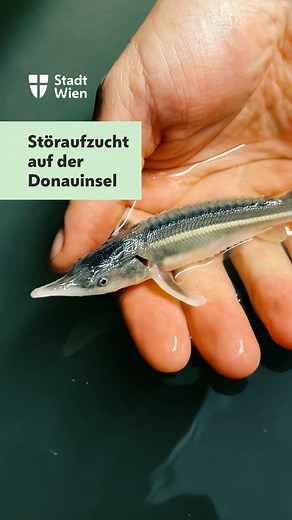 Dinosaurier in der Donau: Warum sind Störe lebende Fossilien und wie können wir sie vor dem Aussterben bewahren? 🦈 Das und mehr erfahrt ihr im Video. 🎥 | Stadt Wien