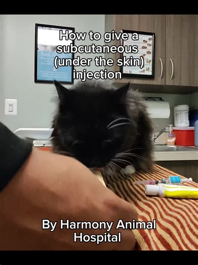 Subcutaneous (SQ) injections deliver medication or fluids just under your pet’s skin, making them a common and effective way to support your dog or cat’s health. In this video, we show step-by-step how to give an SQ injection safely, including proper technique and tips to keep your pet calm and comfortable. Learning the correct method helps prevent injury, reduces stress, and ensures your pet receives the full benefit of their treatment. Check out our ‘How To’ section on our website for more hel