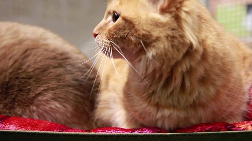 311 reactions · 85 shares | Get Your Paws On The Meow Manor And Your Kitty Will Love You Fuuurever. | Backyard Cat Enclosures | Facebook