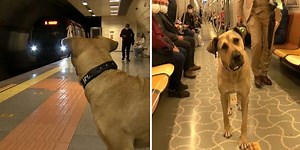 Stray Dog Takes The Train All By Himself Every Day