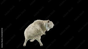 Sheep Dancing, Animal, 3d rendering, Animation Loop, cartoon, included in the end of the clip with Alpha matte.