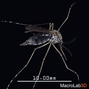 6.8K views · 97 reactions | 10X zoom on mosquito "feathers": | MacroLab3D | Facebook