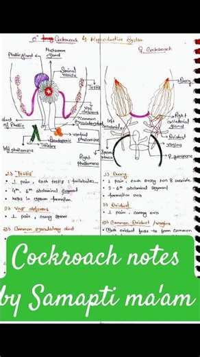🪳 Cockroach Notes | NEET Biology 2025 | Quick & Easy Revision ✨ #neetshorts #trending #yakeen #pw