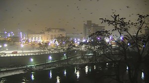 Murder of crows invading South Bend