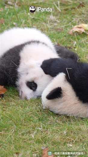 The paparazzi got everything on camera! Our celebrity pandas can’t hide their secret romance forever. Guess who’s making headlines next Monday? #HiPanda #ChengduPandaBase #adorable #PandaMoment #PandaFun #HowGiantPandasGrowUp For more panda information, please check out: http://en.ipanda.com | iPanda