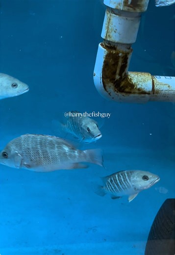 kaci? siakap merah? kambing? MJ? mangrove jack? #fyp #aquarium #ikanhias #mangrovejack #kaci