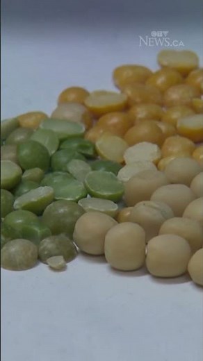 Sask. researchers exploring possible benefits of pea-based milk