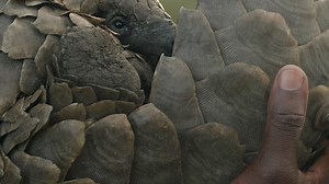 “PHINDA” – a film by wildlife filmmaker, storyteller, and conservationist, Will Clothier (Will Clothier Photography). Will first visited Phinda Private Game Reserve in 2009 with his family, and during their safari they took part in a rhino notching experience. His passion for conservation and storytelling was instilled then and he eventually completed his degree in conservation biology studying the home ranges of rhino on the reserve, while also helping out in the early days of the Pangolin Rein