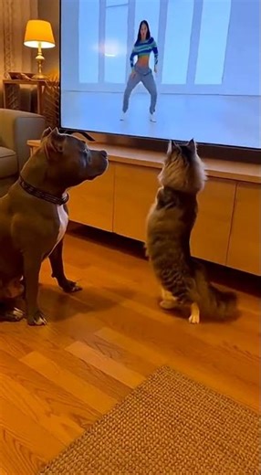 Crazy Dancing cat. #crazy #cat #funnyvideo #funny #dogsandcats