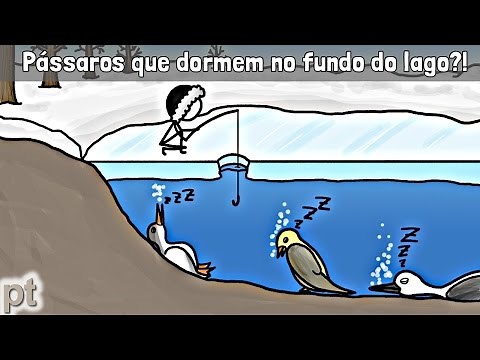 Pra onde os pássaros vão entre o outono e a primavera? | Minuto da Terra