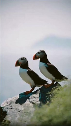 Newfoundland and Labrador on Film: Canada’s East Coast Adventure