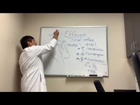 Efferent Pathway Near Reflex