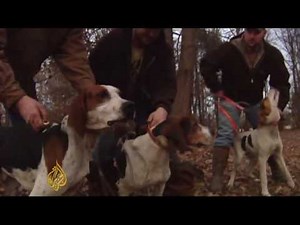 US hunting dogs honoured in death