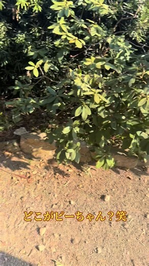 全然ピーちゃんじゃない🐤のヒヨコ動画