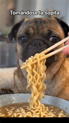 Fido doing ASMR #trending #humor #foryou #funnypuppies