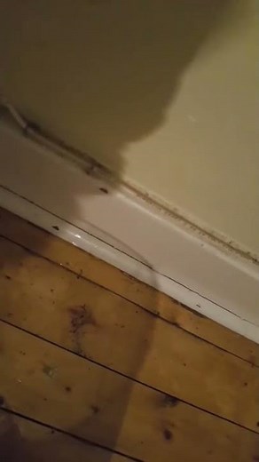 RATS in the walls - Have you heard this sound?