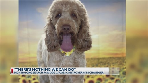 ‘There’s nothing we can do’: Chandler family searches for beloved missing dog
