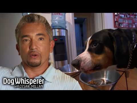 Cesar Tames a Food Aggressive Swiss Mountain Dog | Dog Whisperer With Cesar Millan