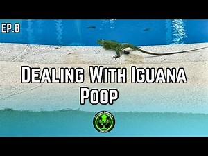 Ep. 8 - Iguana Poop: Prevent Health Risks & Damages