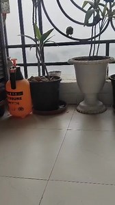 2.5K views · 15 reactions | #World #Sparrow #Day #everyone | Uttarakhand | Facebook