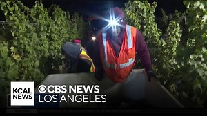 How one Napa County winemaker is using AI to help during harvest season