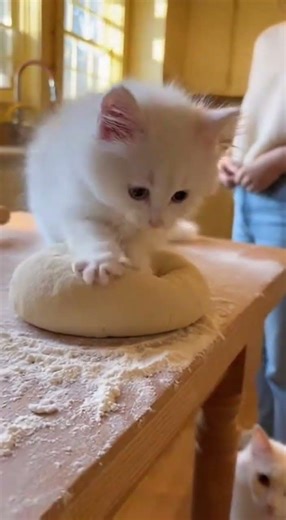 Cute Turkish Angora kitten making dough with mom cat and a smiling woman