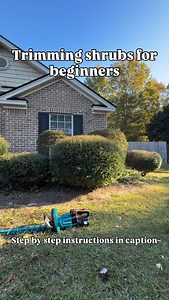 Step-by-step trim guide 1. Look at the shrub. Notice its shape. Decide if you want it round, square, or natural. 2. Walk all the way around the shrub. Find any dead or broken branches. 3. Pick a dead branch. Cut it off near where it meets a bigger branch. Make the cut clean. 4. Remove only small branches first. Cut branches that are thinner than your thumb. Leave big branches for a bigger pruner 5. Step back and look every few cuts. This helps you see the shape. 6. Trim little by little. Cut a s