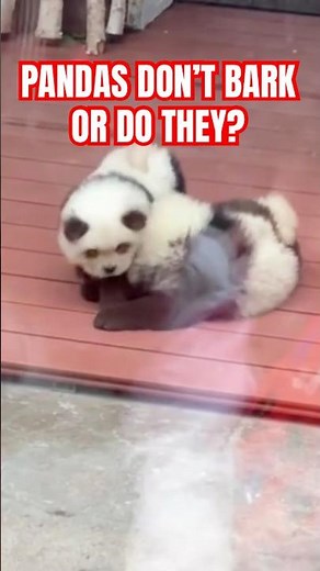 Pandas Started Barking? 🐼🐶