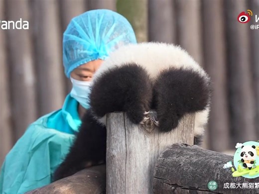 别看熊猫宝宝是小短腿，其实超有劲儿