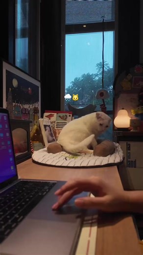 🌧🐈#buei #cat #rainyday | cat