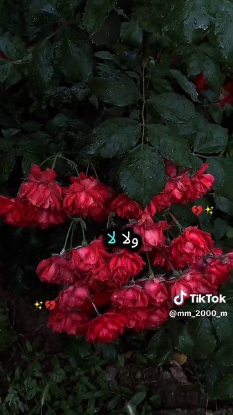 اللهم كفيني شرح عبادك السيئين💔✨#تصميم_فيديوهات🎶🎤🎬 #ستوريات #❤️❤️❤️ #كلبي #تاك_للتحبه_گله_هاي_الك