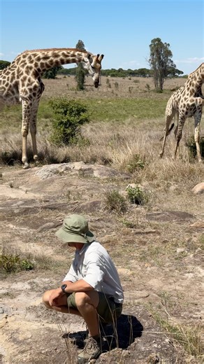 Giraffe are extinct in 7 African countries - we need to do better for this species! 🦒🌍 #endangeredspecies #conservation #ecosystem | Reilly Travers